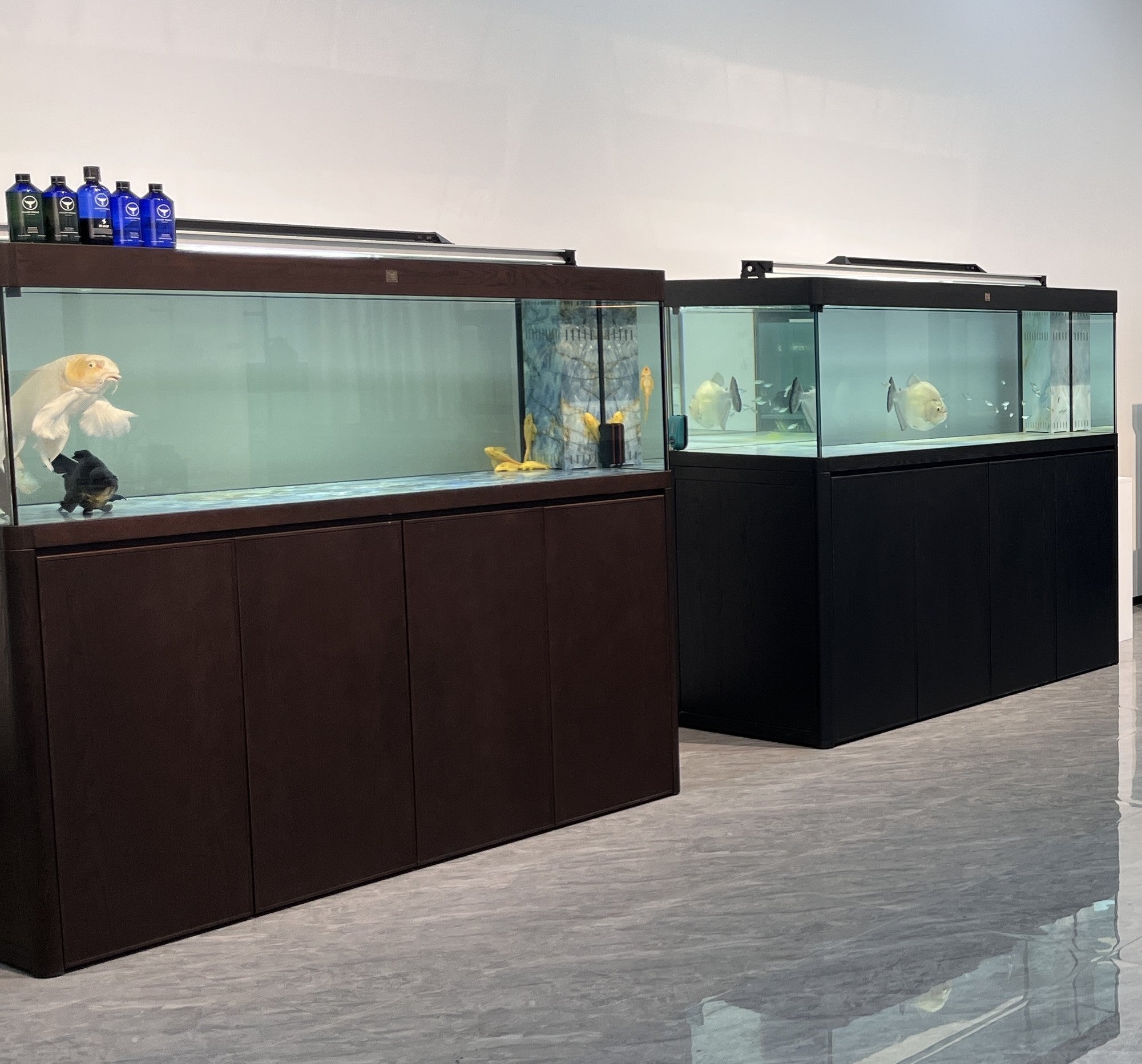 Killer Whale Yuan Series Aquarium