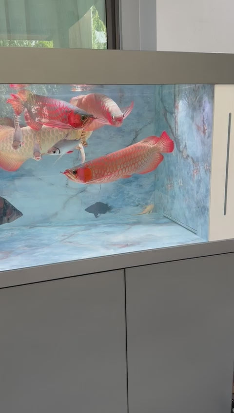 AiCai M Series Aquarium